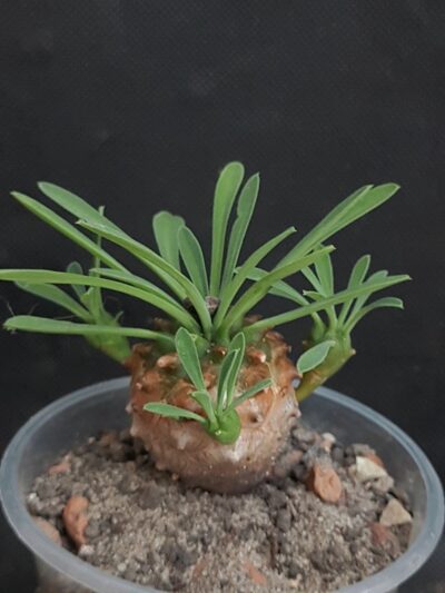 Euphorbia Juglans