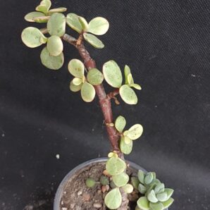 Portulacaria Afra variegata