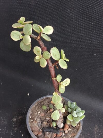 Portulacaria Afra variegata