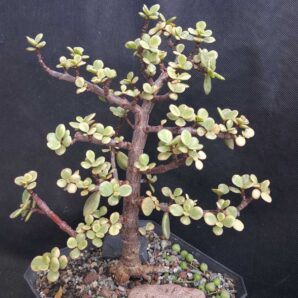Portulacaria Afra variegata