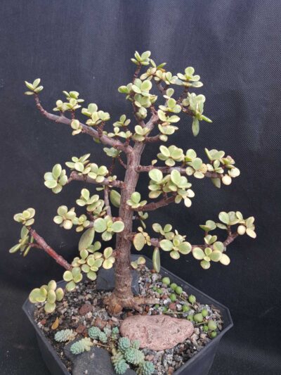 Portulacaria Afra variegata