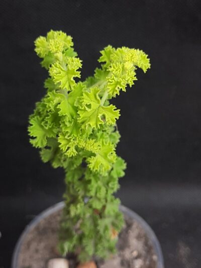 Pelargonium crispum - Зображення 2