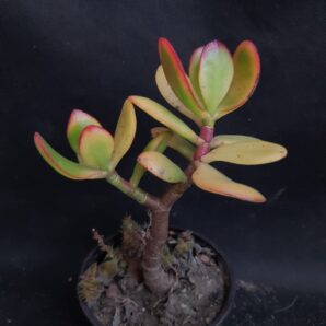 Crassula ovata Sunset