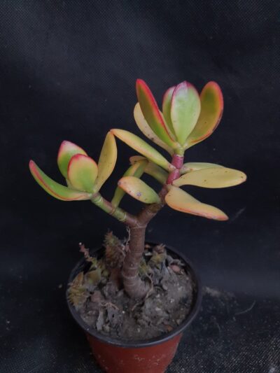 Crassula ovata Sunset