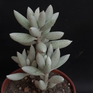 Senecio haworthii