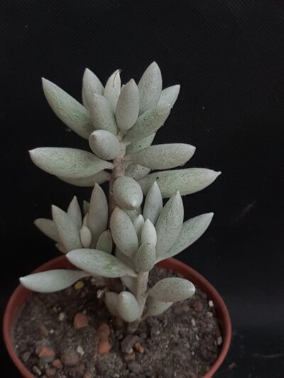 Senecio haworthii