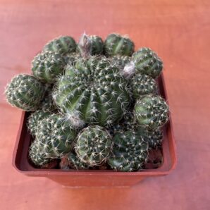 Lobiv arachnacantha