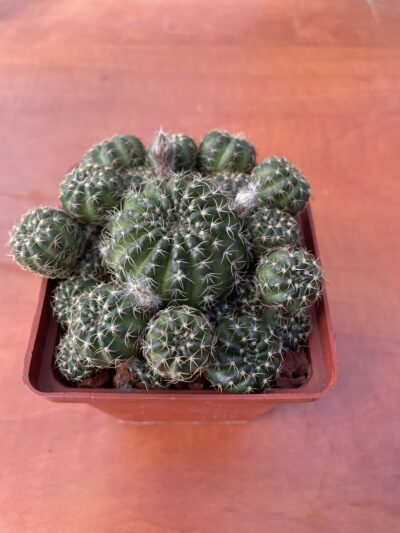 Lobiv arachnacantha