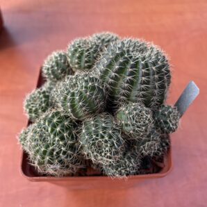 Lobiv arachnacantha