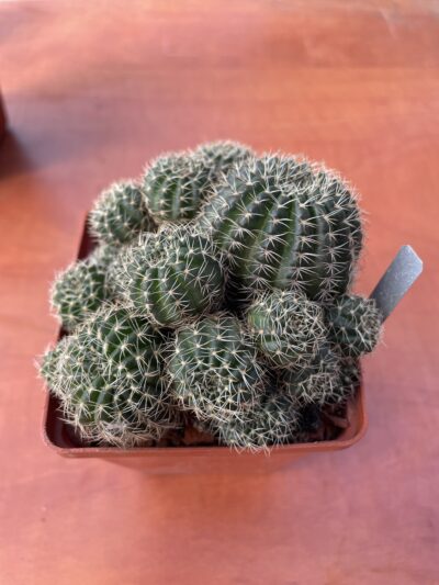 Lobiv arachnacantha
