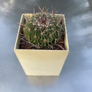 Куб 8 Echinofossulocactus multicostаtus