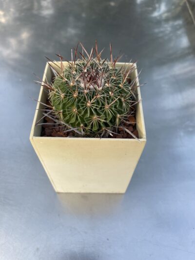 Куб 8 Echinofossulocactus multicostаtus