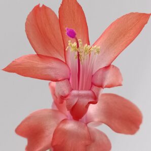 Schlumbergera (різдвяник) лососевий