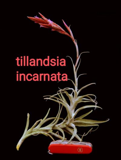 Tillandsia incarnata (тілландсія) насіння