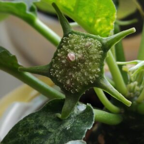 Dorstenia foetida variegata