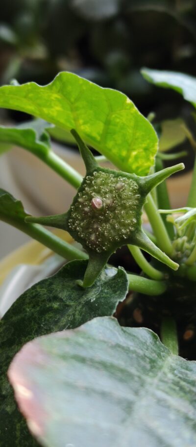Dorstenia foetida variegata