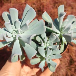 Echeveria Topsy Turvy