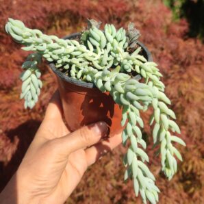 Sedum morgana