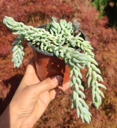 Sedum morgana
