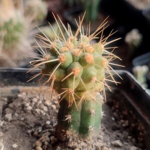 Copiapoa haseltoniana
