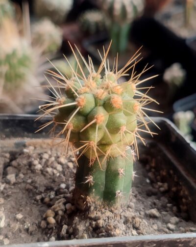 Copiapoa haseltoniana