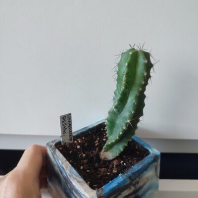 Кактус в горщику cereus - Зображення 4