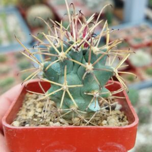 Glandulicactus uncinatus var. wrightii SB840 | 40