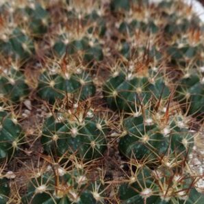 Melocactus neryi | 59