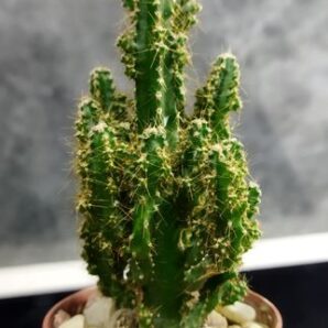 Acanthocereus tetragonus 5 | 2
