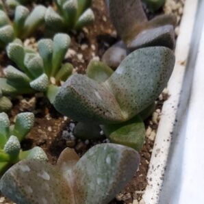 Pleiospilos bolusii | 83