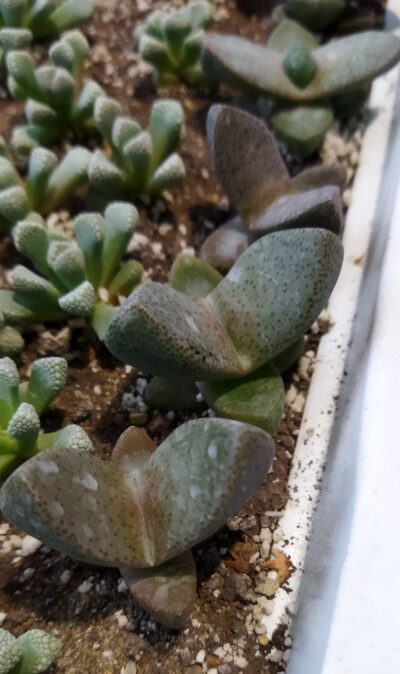 Pleiospilos bolusii