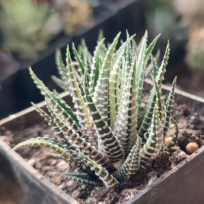 Haworthia fasciata f. variegata
