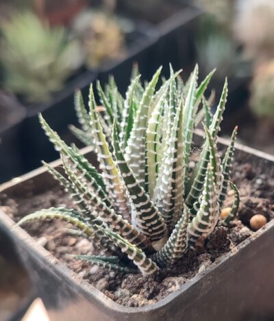 Haworthia fasciata f. variegata