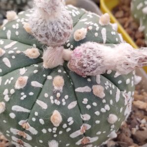 Astrophytum asterias sk