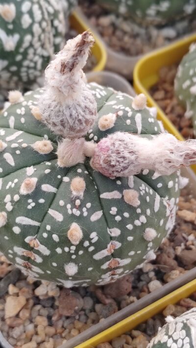 Astrophytum asterias sk