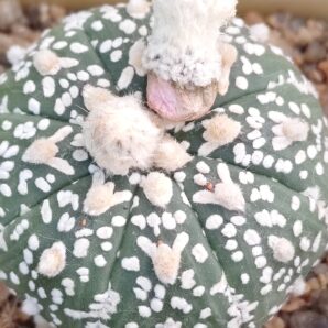 Astrophytum asterias sk ,v-type