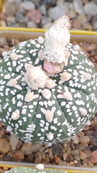 Astrophytum asterias sk ,v-type