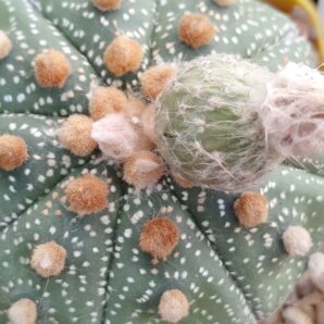 Astrophytum asterias sk