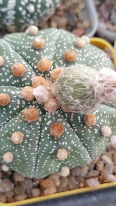 Astrophytum asterias sk