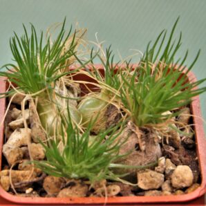 ornithogalum-sardienii-mini-form-4