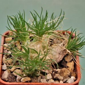 ornithogalum-sardienii-mini-form-6
