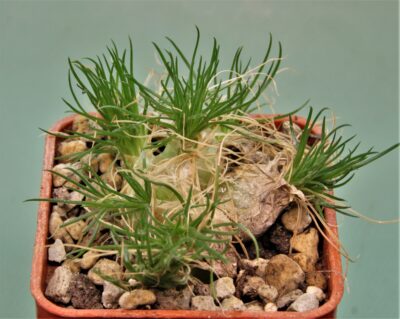 ornithogalum-sardienii-mini-form-6