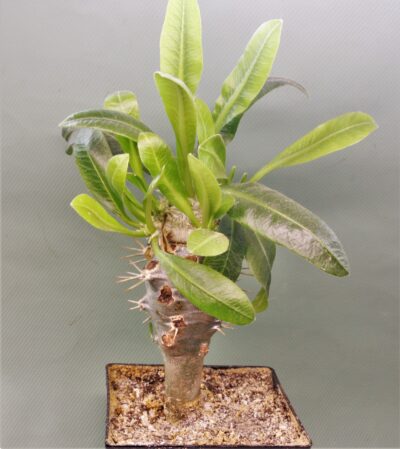 pachypodium-brevicaule-ssp.-leucoxanthum-4 - Зображення 2