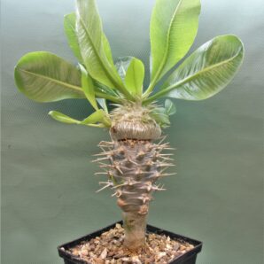 pachypodium-brevicaule-ssp.-leucoxanthum-4