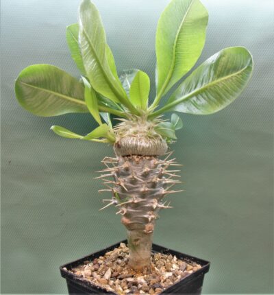 pachypodium-brevicaule-ssp.-leucoxanthum-4