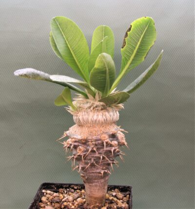 pachypodium-brevicaule-ssp.-leucoxanthum-5