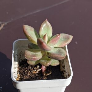 Echeveria Avocado Cream