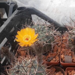 Acanthocalycium munitum DH 10 | 1