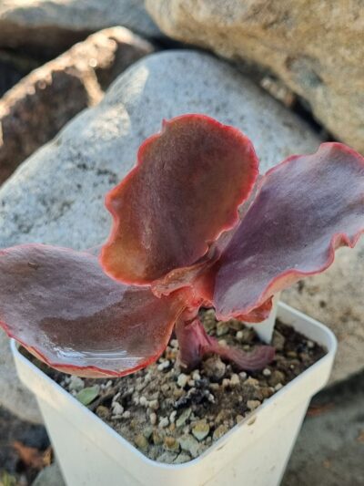 Echeveria Bitterswit - Зображення 2