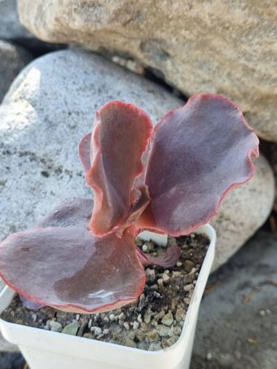Echeveria Bitterswit